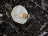 Tricholoma aurantium image