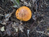 Tricholoma aurantium image