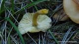 Tricholomopsis flammula image