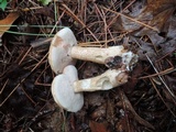 Tylopilus felleus image