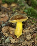 Boletus auripes image