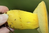 Boletus auripes image