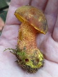 Xerocomus morrisii image