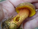 Xerocomus morrisii image