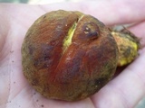 Xerocomus morrisii image