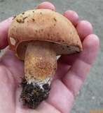 Boletus subcaerulescens image
