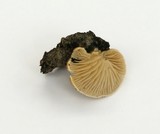 Crepidotus crocophyllus image