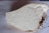Tylopilus rubrobrunneus image