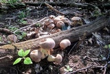 Tylopilus rubrobrunneus image