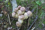 Tylopilus rubrobrunneus image