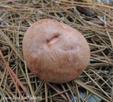 Phylloporopsis boletinoides image