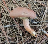 Phylloporopsis boletinoides image