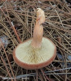 Phylloporopsis boletinoides image