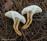 Phylloporopsis boletinoides image