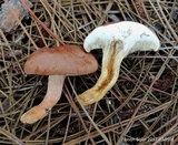 Phylloporopsis boletinoides image