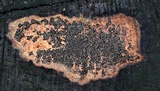 Angelina rufescens image
