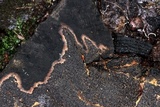 Angelina rufescens image