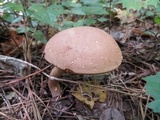 Austroboletus gracilis var. gracilis image