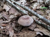 Lactifluus corrugis image