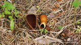 Helvella silvicola image