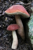 Xanthoconium purpureum image
