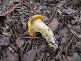 Cantharellus flavus image