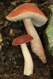 Xanthoconium purpureum image