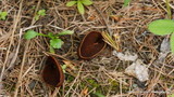 Helvella silvicola image