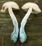 Leccinum snellii image