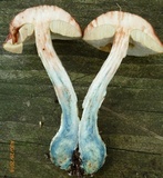 Leccinum snellii image