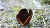 Helvella silvicola image