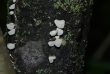 Physalacria inflata image