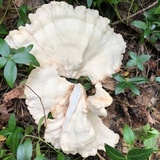 Laetiporus cincinnatus image