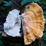 Laetiporus cincinnatus image