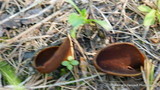 Helvella silvicola image