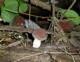 Psathyrella delineata image