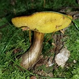 Aureoboletus innixus image