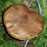 Aureoboletus innixus image