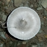 Amanita sect. Vaginatae image