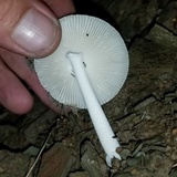 Amanita sect. Vaginatae image
