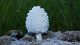Coprinopsis nivea image
