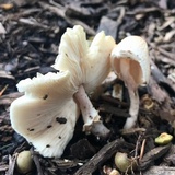 Lepiota cristata image