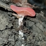 Sarcoscypha occidentalis image