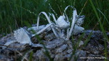 Coprinopsis nivea image