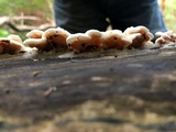 Gloeoporus dichrous image