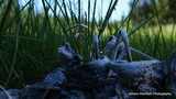 Coprinopsis nivea image