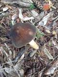 Pluteus roseipes image