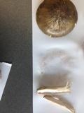 Pluteus roseipes image