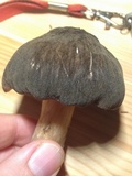 Pluteus roseipes image