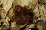 Exidia recisa image